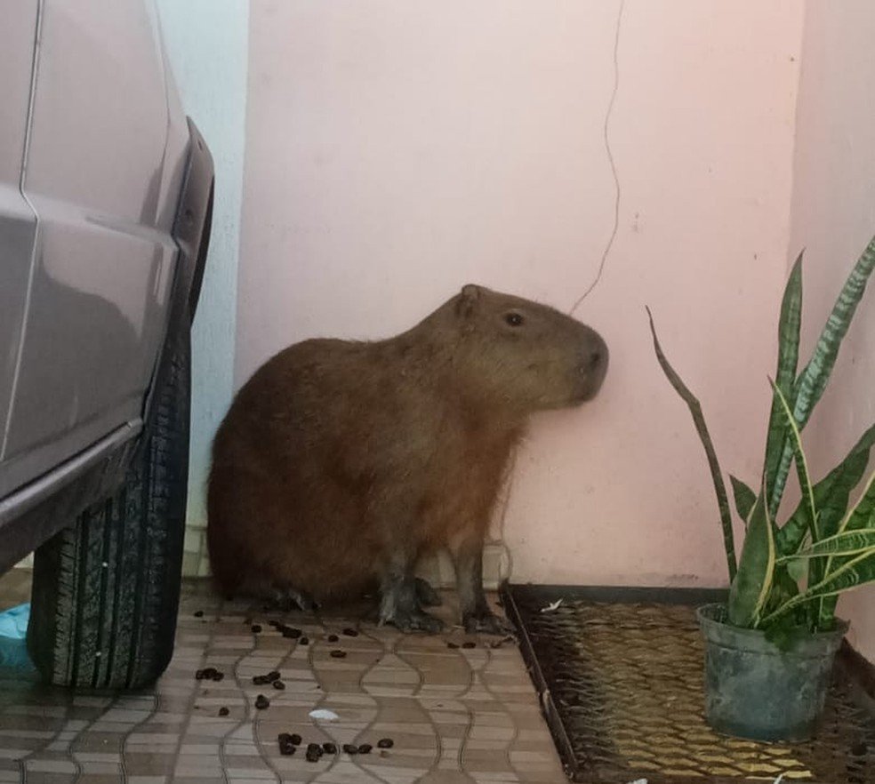 Moradora se assusta com capivara que invadiu residência em Cuiabá: pensou que era cachorro