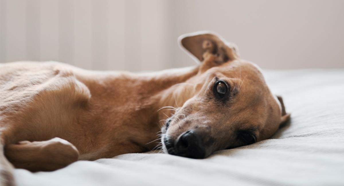 Leishmaniose merece atenção e também afeta pets da cidade grande